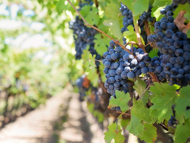 Rioja alavesa