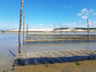 Visiter le bassin d'Arcachon en Gironde au printemps