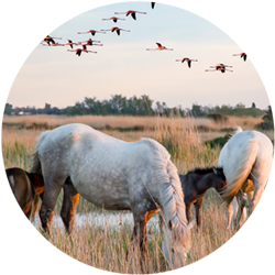 Visiter la Camargue en Provence-Alpes-C&ocirc;te d'Azur cet &eacute;t&eacute;