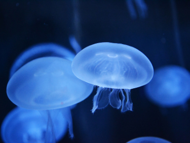 vacanze in famiglia acquario di valencia spagna
